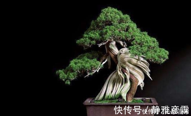 舍利干|盆栽案例欣赏,最贵的是舍利干,桃花类的美极了!