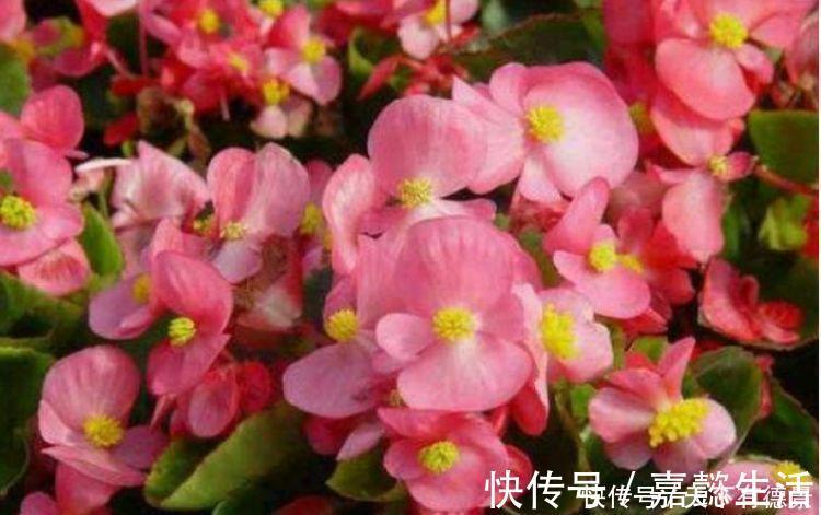 吉祥|家里就养4种花,耐旱又耐晒,吉祥富贵,红红火火好运来!