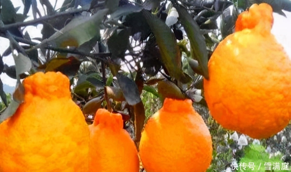 很有营养的3种食物,排毒养颜、滋润肌肤,早吃早受益!