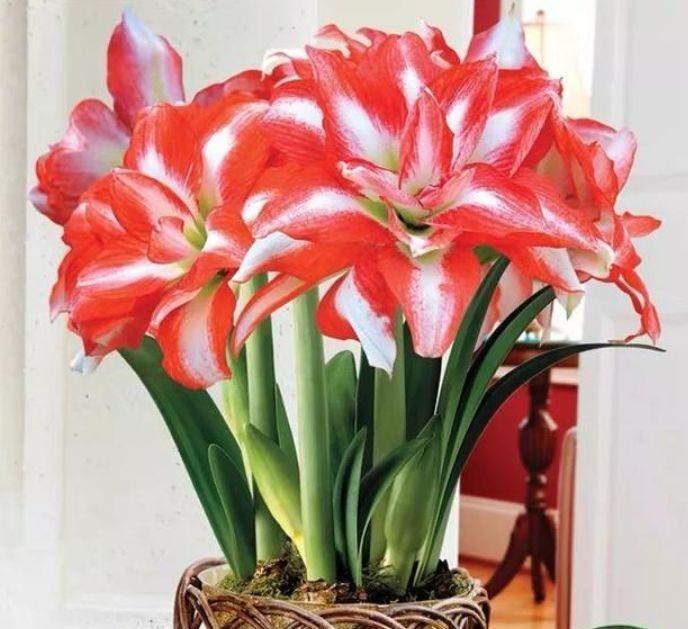 上档次|4种花养家里,漂亮好养上档次,满屋飘香,比香水还好闻