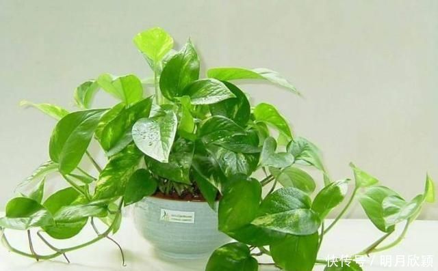 这几种花搬到阴凉地,遮阴养开花多,夏天就该这样养