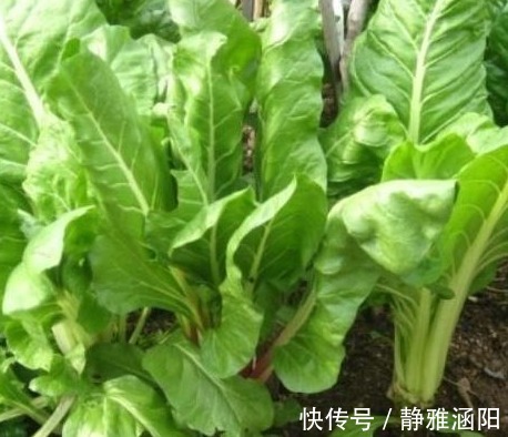 痢疾|医生提醒常吃以下3种野菜，能补血，养心平肝，治痢疾，早点知