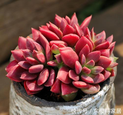为您整理20款红色系多肉,热情奔放,总有一款是你迷恋的!