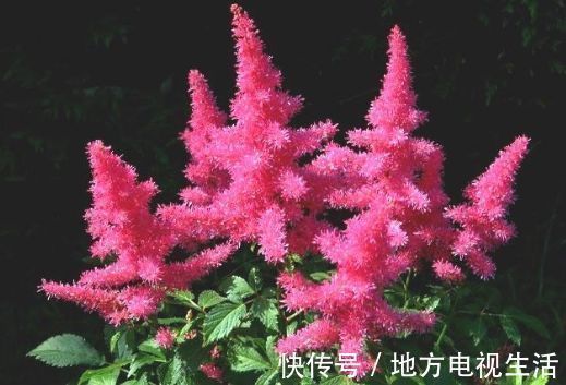 天竺葵|4种花漂亮又容易爆盆,越贱养越爆盆,花香四溢,优雅迷人