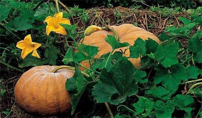 维生素b12|每天可以多吃3种食物,营养丰富、滋润肌肤,身体棒棒哒!