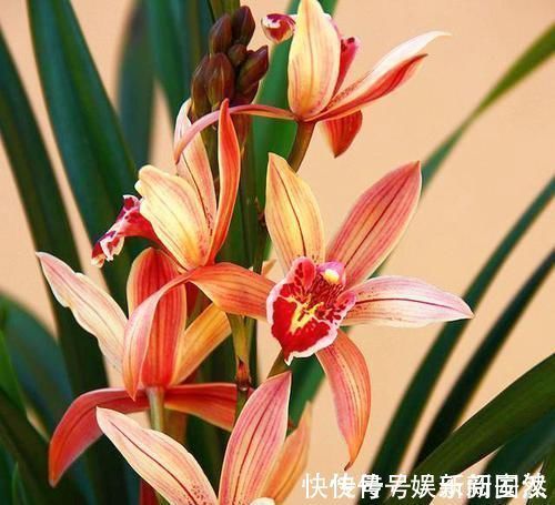 兰圃|这款兰花号称“爆盆小能手”,花色妖娆,花香味最浓,现正值花期