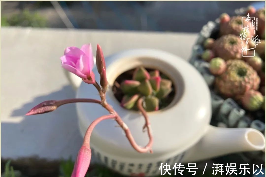 遇见即美,花事未荼蘼!种一桌子多肉,看花开花落!