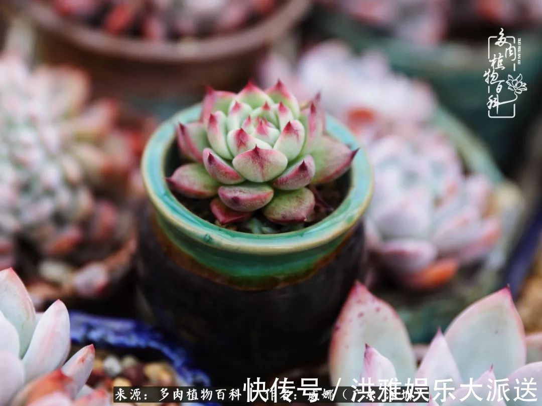 橙梦露|笼子里露养的多肉，越养越美！有多肉的日子伴着小确幸！