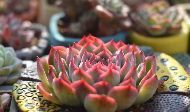 冬天养多肉,最怕3种水,一定要管住手,太勤快肉肉死的越快