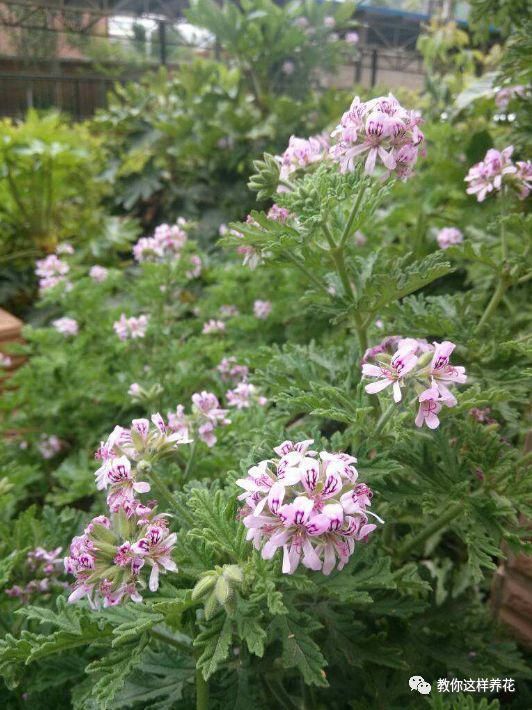 空气|专吸二手烟甲醛的花,堪比“天然净化器”,养1盆全家都健康!