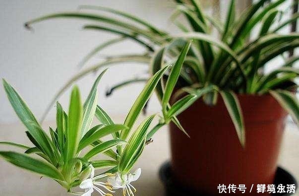 花香浓|路边看到这“三种花”马上挖回家,花香浓易爆盆,花开一茬又一茬!