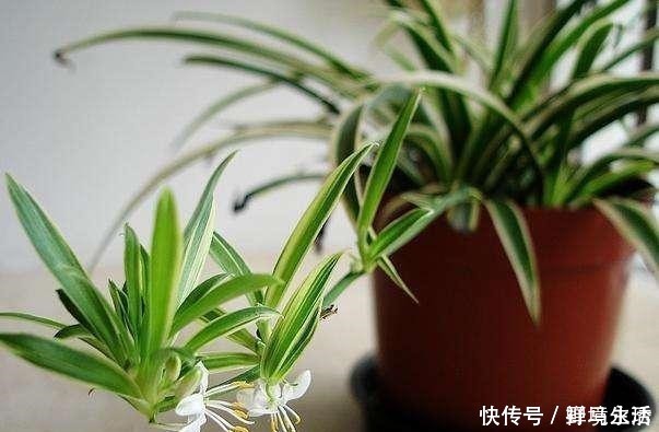 花香浓|路边看到这“三种花”马上挖回家，花香浓易爆盆，花开一茬又一茬！