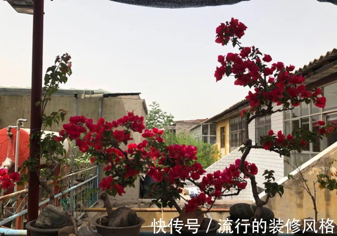 这花就要养老桩，年年开花，越老越值钱