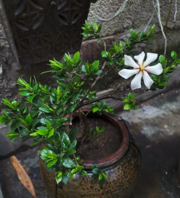 栀子花居然也有这么多品种，一个比一个香，叶子越小越值钱！