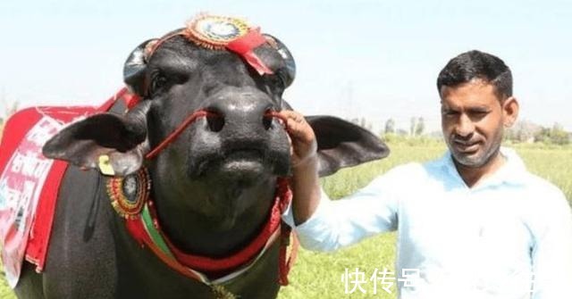 妻子|印度大叔抛妻弃子,花费17万和母牛举行婚礼,其中有何奥秘?