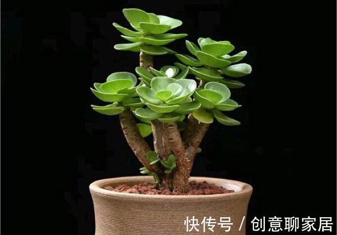富贵竹|这七种植物天生就是富贵命,家里养一盆,招财纳福