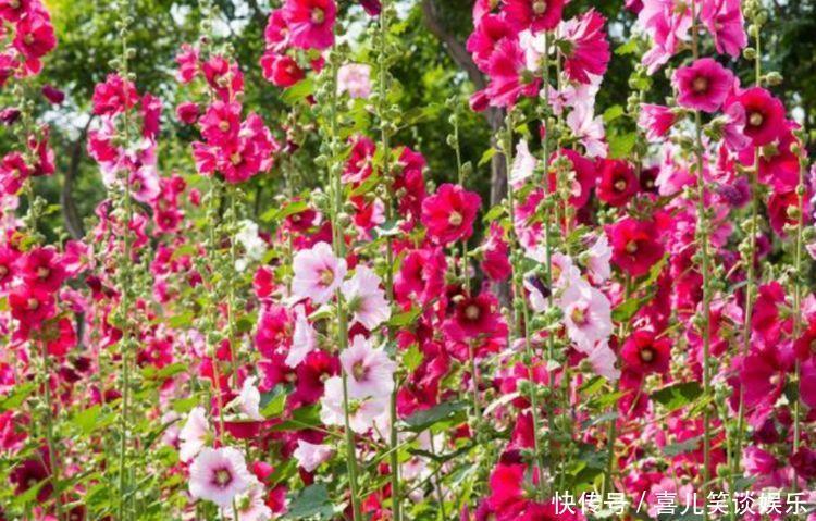 栀子花|4种花养家里，人养花，花也养人，花香四溢飘满屋，美