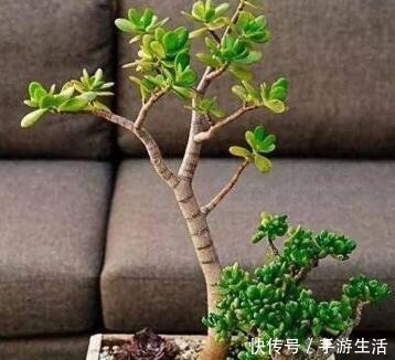 明白人都养“3种树”,看着很“普通”,殊不知,越养越“值钱”!