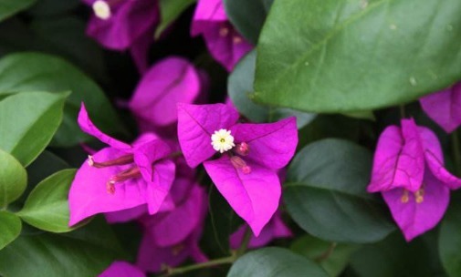 在家养的三角梅迟迟不开花,只需按照以下方法,三角梅花苞挂满枝