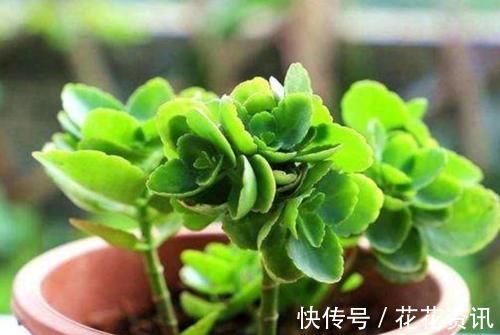 长寿花|什么花都养不好，就养2种花，开花漂亮，养护简单
