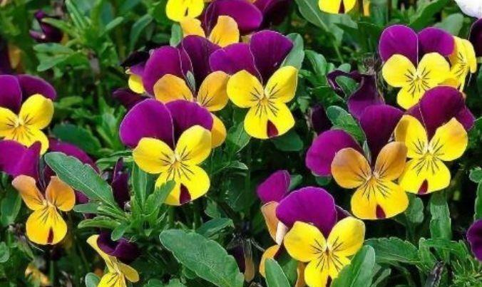 4种花好养不说,花量还大,花开艳丽