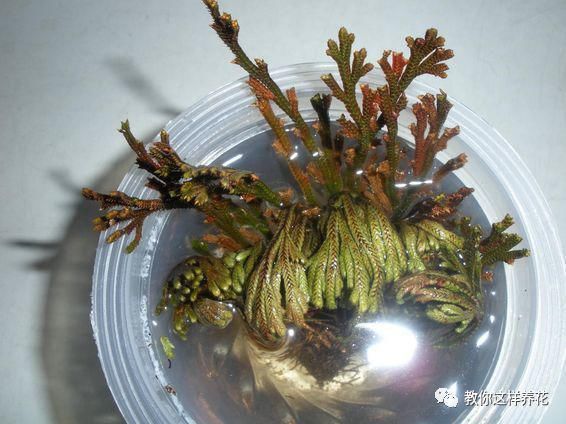 垂盆草|屋顶上的野草,人称“房神”,别再拔了,是福气!