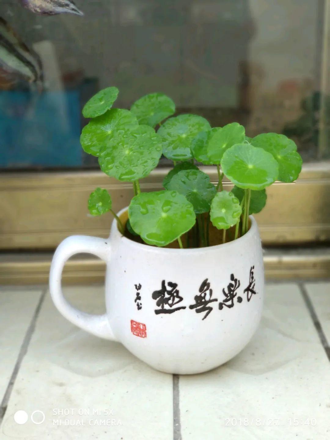 爷爷的破茶壶，全被我拿来养花，省下大笔花盆钱！