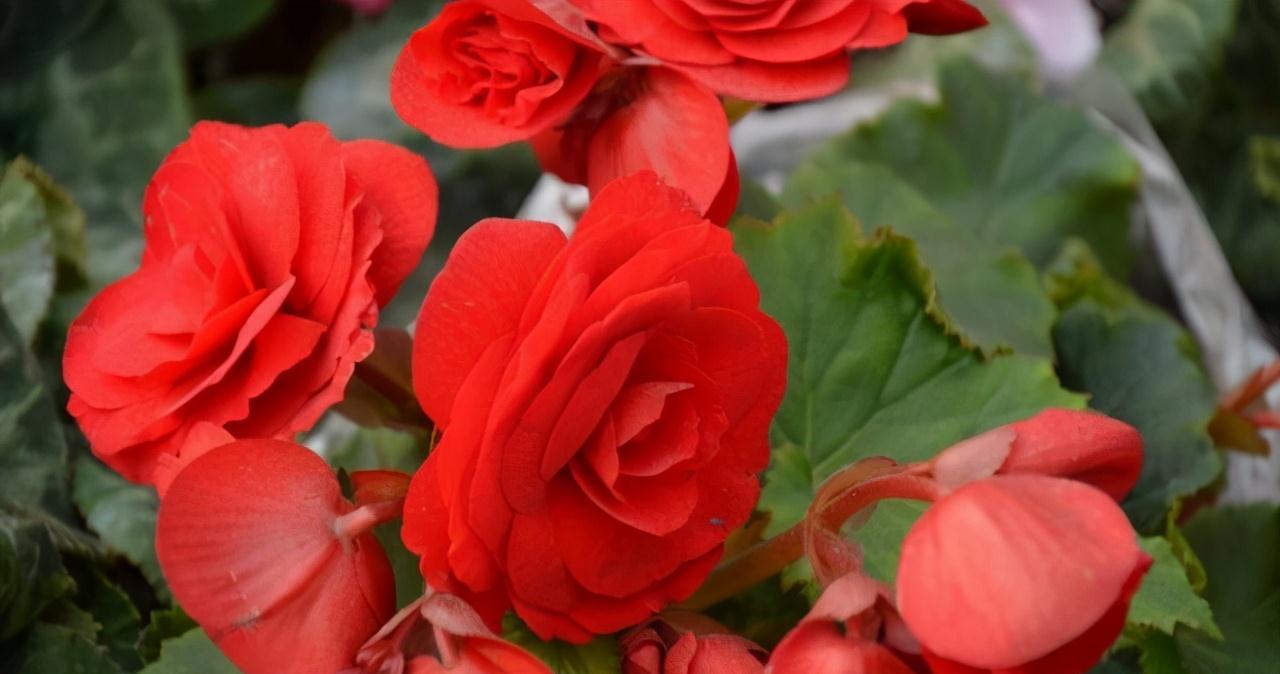 养花|此花不是大神不敢碰,浇水就烂根叶,这谁养得活