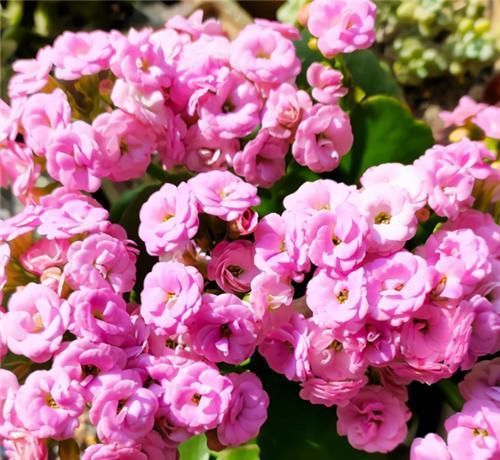 浇水|长寿花不现苞?直接“放大招”,花苞直冒,开花不断大半年