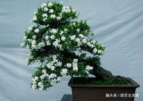 修剪|栀子花盆里埋上一勺它,浇水再加一勺醋,30天冒出500个花苞