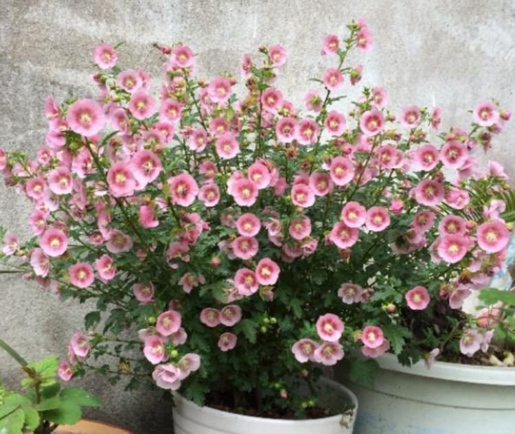 这几款小花,便宜又好养,花开硕大,花色鲜艳美丽