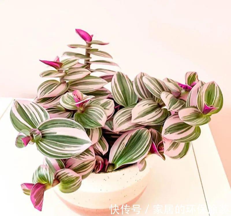 吊兰|诗情画意的网红鸭跖草,油画吊兰这么养护,叶片清丽脱俗如画卷