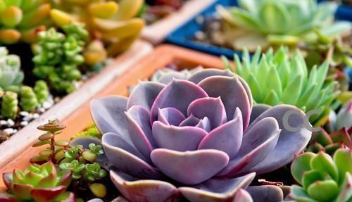 养多肉10年，总结出5种价格便宜、好看好养的多肉，适合新手！