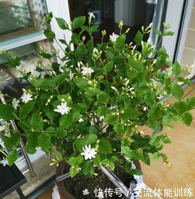 茉莉花开花少3个原因!做好3步,茉莉花芽多枝壮,夏天一直爆花!