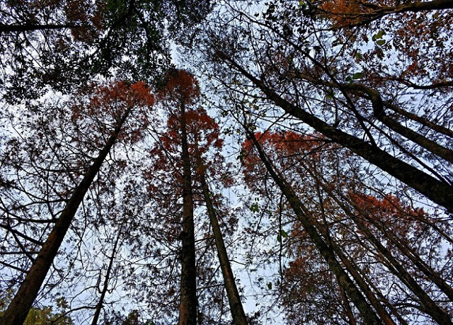 四川眉山有一处古镇，拥有着800年的历史，景色极富诗意