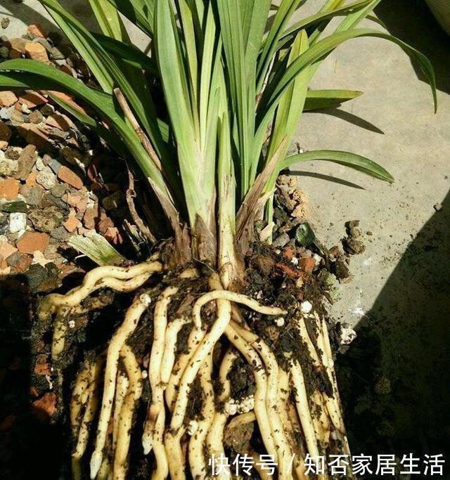 爆盆|这玩意1分钱不值，垫在花盆底，养啥花都旺，蹭蹭长爆盆