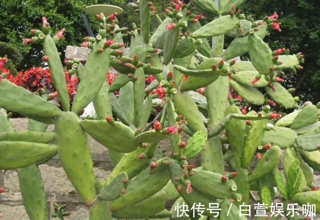 男子10年前随手种下的一棵仙人掌,10年后竟给他带来一笔意外财富