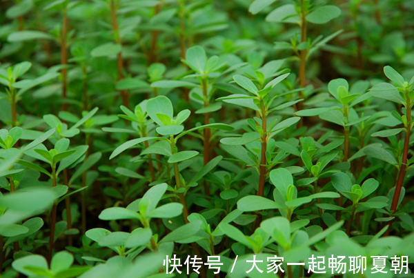 野菜|提个醒农村地头碰到此三种野菜，记得带回家，对身体大有好处