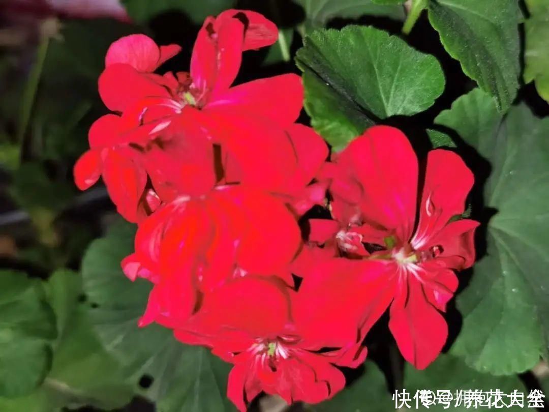  开花|开花时间PK，秋海棠第二，就没花敢称第一