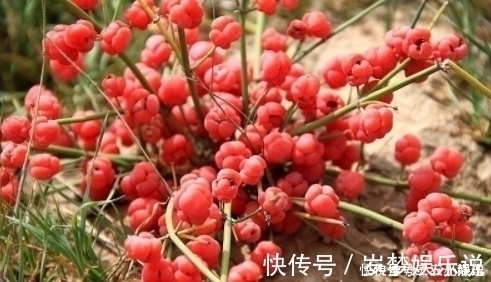 麻黄草|农村一种“假樱桃”,国家管制的草药,发汗散寒,利尿消炎治痛风
