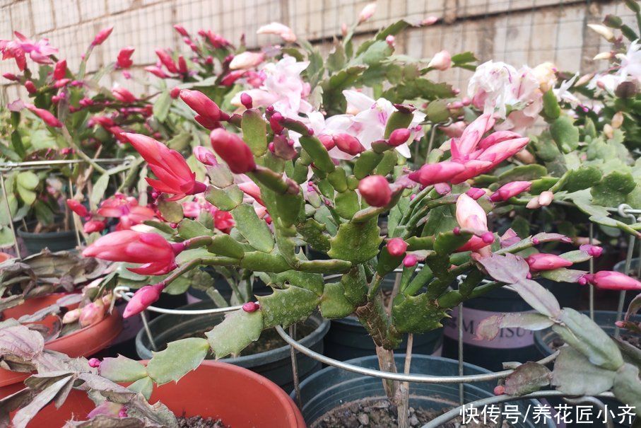 见光|秋后嫁接的蟹爪兰，现在做“三步”就能开爆盆，而且能持续开花