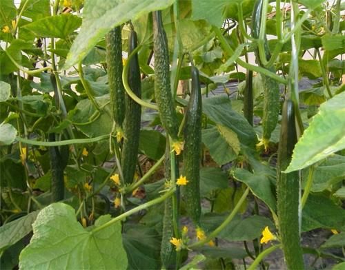 女性到了中年，推荐3种食物，排毒消脂，疏通血管，滋补身体