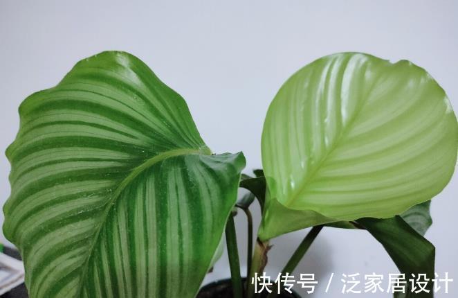 喝水|五种花天热特别能喝水,缺水叶子就发黄枯萎,别怕浇水多