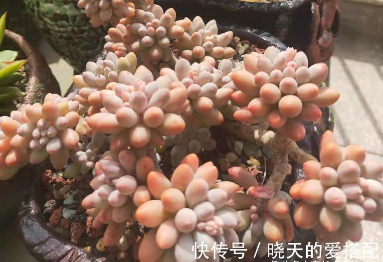 蓝姬莲|有6种水别用来浇多肉，后果要么是盆土板结，要么多肉直接挂掉