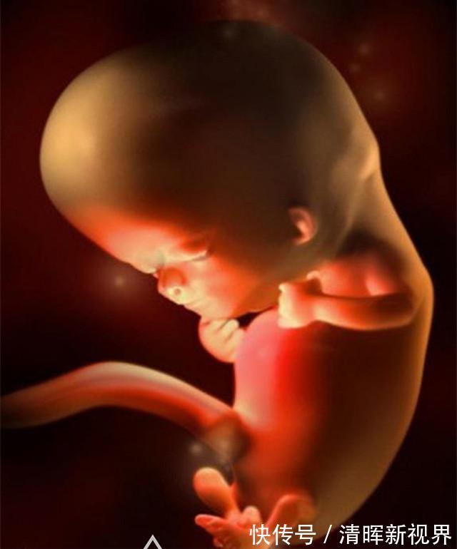 卵子|10月胎儿形成全过程,8张图带你了解真相,感受生命的奇迹