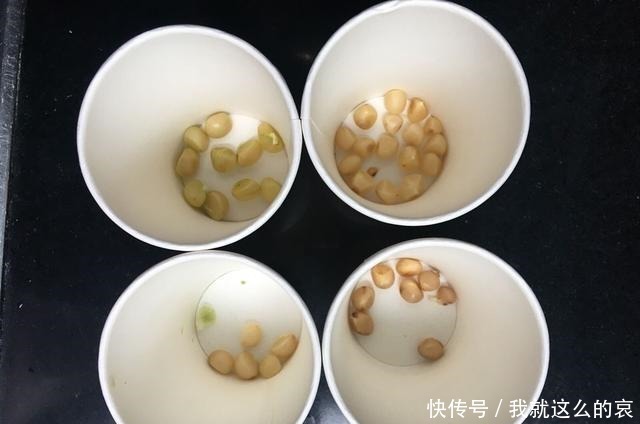 果实|君子兰“花败了”如何剪2种情况处理方法不同,剪错了就是损失!