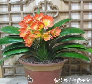 做好这几件事,新手也能养出株型端庄叶片苍翠挺拔的君子兰