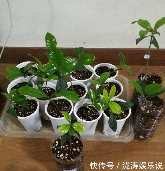 这4种盆栽，简单漂亮好养活，新手也可从1棵养到10棵，阳台放不下