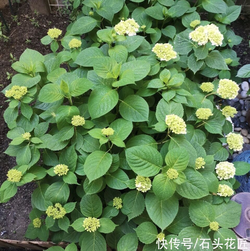 每年4月养绣球花，抓住5个要点，不出3周就是大花苞