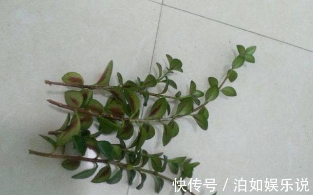 小技巧|它比金边吊兰漂亮,1个修剪小技巧,长势快,开花不断,花繁叶茂